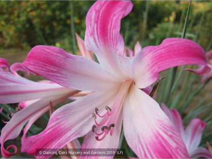 Bulbs & Tubers ~ Amaryllis belladonna - Striped Pink Hybrids, Naked Ladies ~ Dancing Oaks Nursery and Gardens ~ Retail Nursery ~ Mail Order Nursery