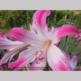 Bulbs & Tubers ~ Amaryllis belladonna - Striped Pink Hybrids, Naked Ladies ~ Dancing Oaks Nursery and Gardens ~ Retail Nursery ~ Mail Order Nursery