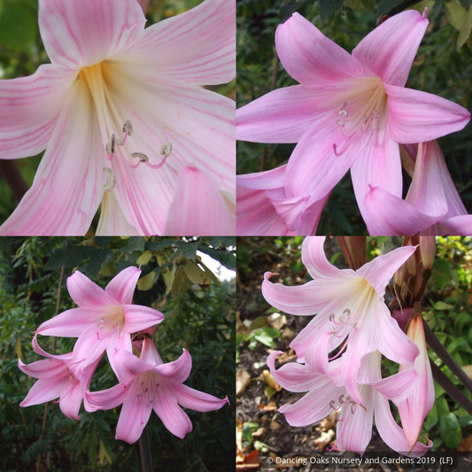 Bulbs & Tubers ~ Amaryllis belladonna (mixed), Naked Ladies ~ Dancing Oaks Nursery and Gardens ~ Retail Nursery ~ Mail Order Nursery