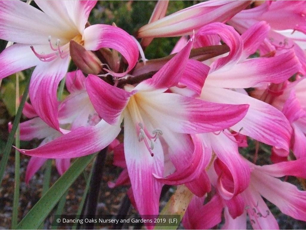 Bulbs & Tubers ~ Amaryllis belladonna - Striped Pink Hybrids, Naked Ladies ~ Dancing Oaks Nursery and Gardens ~ Retail Nursery ~ Mail Order Nursery