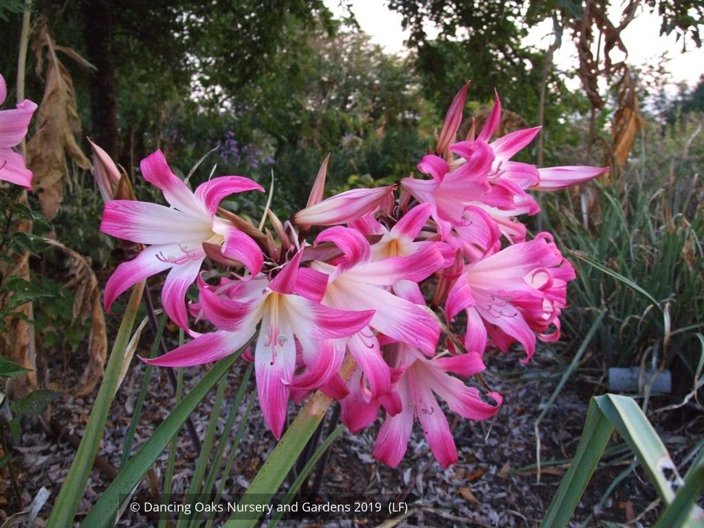 Bulbs & Tubers ~ Amaryllis belladonna - Striped Pink Hybrids, Naked Ladies ~ Dancing Oaks Nursery and Gardens ~ Retail Nursery ~ Mail Order Nursery