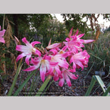 Bulbs & Tubers ~ Amaryllis belladonna - Striped Pink Hybrids, Naked Ladies ~ Dancing Oaks Nursery and Gardens ~ Retail Nursery ~ Mail Order Nursery