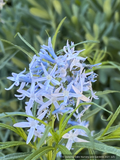 Amsonia 'Ernst Pagels', Blue star