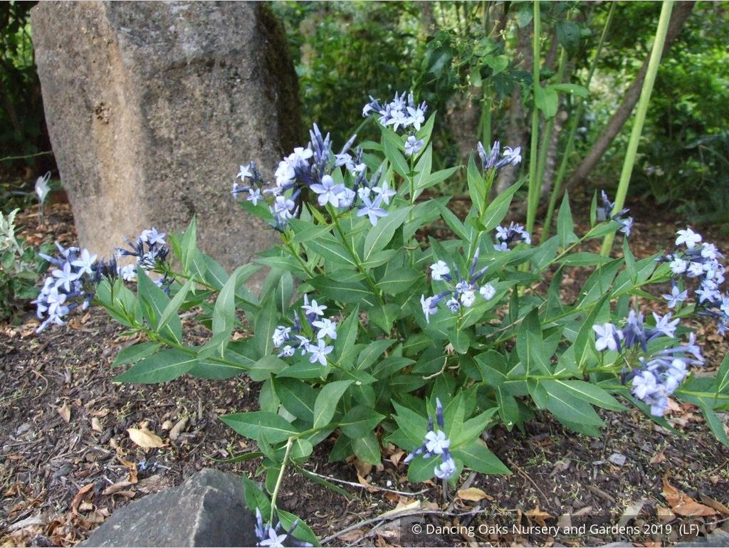 Perennials ~ Amsonia hybrida 'Blue Ice', Blue Star ~ Dancing Oaks Nursery and Gardens ~ Retail Nursery ~ Mail Order Nursery