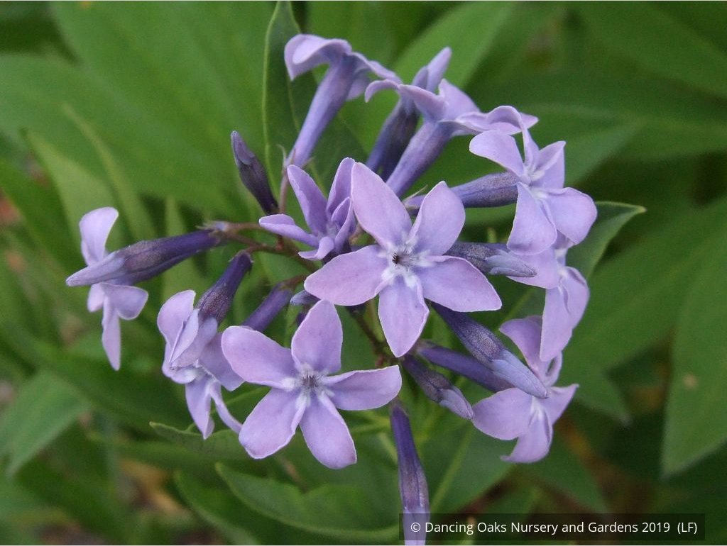 Amsonia hybrida 'Blue Ice', Blue Star – Dancing Oaks Nursery and