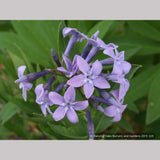 Perennials ~ Amsonia hybrida 'Blue Ice', Blue Star ~ Dancing Oaks Nursery and Gardens ~ Retail Nursery ~ Mail Order Nursery