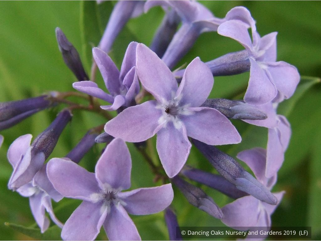 Perennials ~ Amsonia hybrida 'Blue Ice', Blue Star ~ Dancing Oaks Nursery and Gardens ~ Retail Nursery ~ Mail Order Nursery