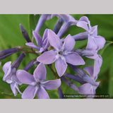 Perennials ~ Amsonia hybrida 'Blue Ice', Blue Star ~ Dancing Oaks Nursery and Gardens ~ Retail Nursery ~ Mail Order Nursery