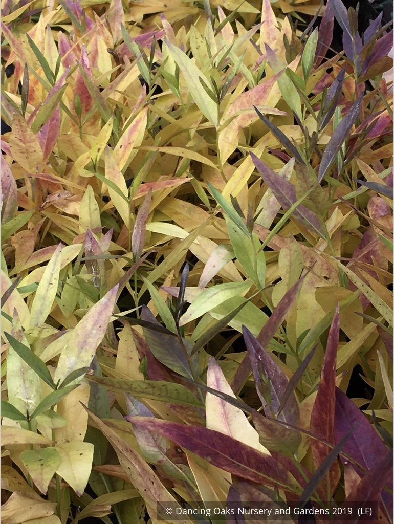 Perennials ~ Amsonia hybrida 'Blue Ice', Blue Star ~ Dancing Oaks Nursery and Gardens ~ Retail Nursery ~ Mail Order Nursery