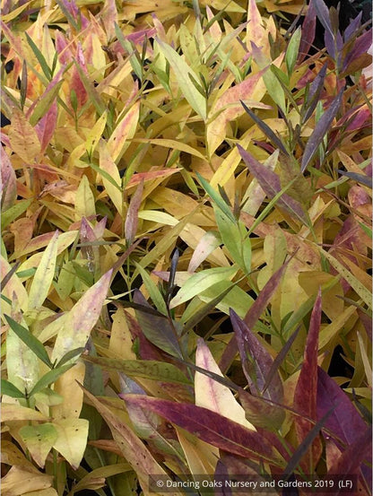 Perennials ~ Amsonia hybrida 'Blue Ice', Blue Star ~ Dancing Oaks Nursery and Gardens ~ Retail Nursery ~ Mail Order Nursery