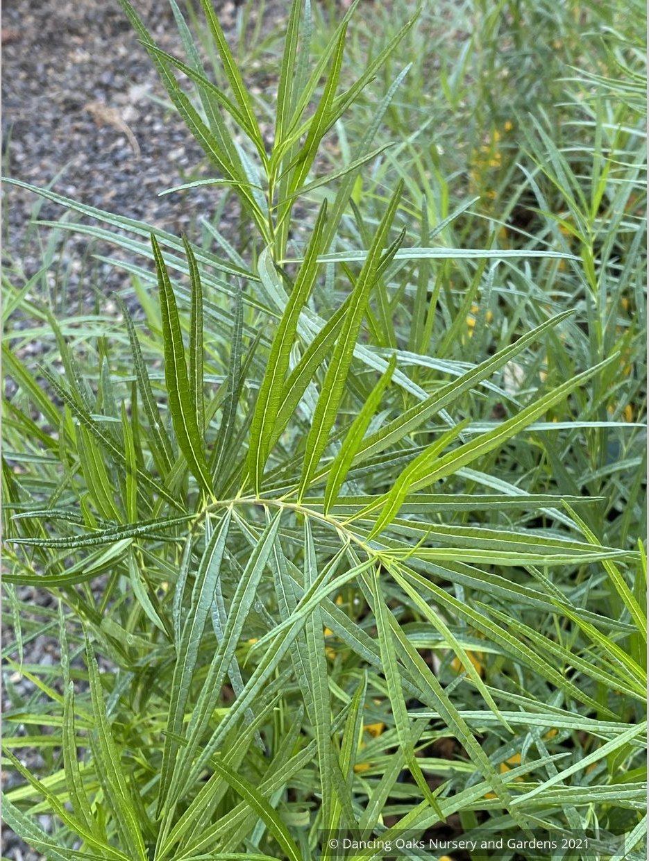 Perennials ~ Amsonia ciliata 'Halfway To Arkansas', Fringed Bluestar ~ Dancing Oaks Nursery and Gardens ~ Retail Nursery ~ Mail Order Nursery
