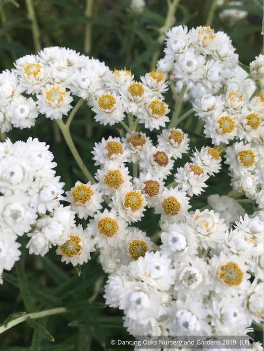 Perennials ~ Anaphalis margaritacea, Pearly Everlasting ~ Dancing Oaks Nursery and Gardens ~ Retail Nursery ~ Mail Order Nursery