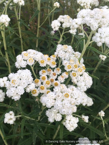 Perennials ~ Anaphalis margaritacea, Pearly Everlasting ~ Dancing Oaks Nursery and Gardens ~ Retail Nursery ~ Mail Order Nursery