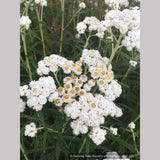 Perennials ~ Anaphalis margaritacea, Pearly Everlasting ~ Dancing Oaks Nursery and Gardens ~ Retail Nursery ~ Mail Order Nursery