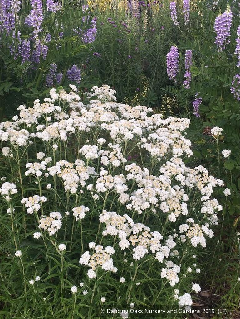 Perennials ~ Anaphalis margaritacea, Pearly Everlasting ~ Dancing Oaks Nursery and Gardens ~ Retail Nursery ~ Mail Order Nursery