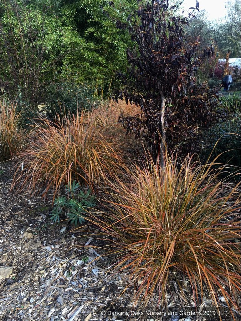 Grasses ~ Anemanthele lessoniana (syn. Stipa lessoniana), Pheasant Grass ~ Dancing Oaks Nursery and Gardens ~ Retail Nursery ~ Mail Order Nursery