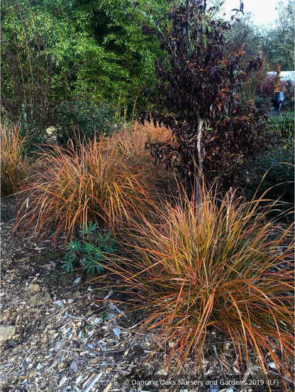 Grasses ~ Anemanthele lessoniana (syn. Stipa lessoniana), Pheasant Grass ~ Dancing Oaks Nursery and Gardens ~ Retail Nursery ~ Mail Order Nursery
