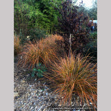 Grasses ~ Anemanthele lessoniana (syn. Stipa lessoniana), Pheasant Grass ~ Dancing Oaks Nursery and Gardens ~ Retail Nursery ~ Mail Order Nursery