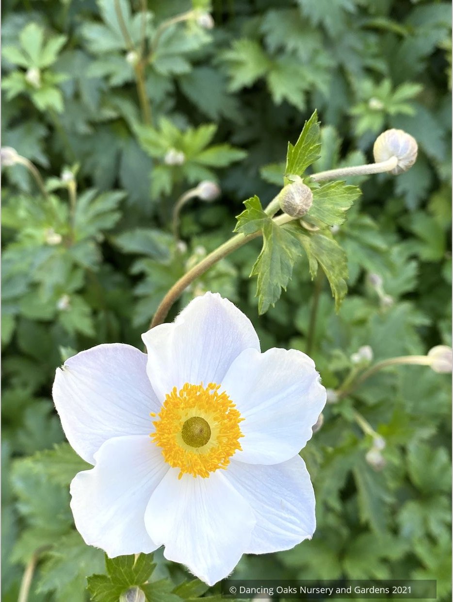 Perennials ~ Anemone 'Elfin Swan', Windflower ~ Dancing Oaks Nursery and Gardens ~ Retail Nursery ~ Mail Order Nursery