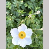 Perennials ~ Anemone 'Elfin Swan', Windflower ~ Dancing Oaks Nursery and Gardens ~ Retail Nursery ~ Mail Order Nursery