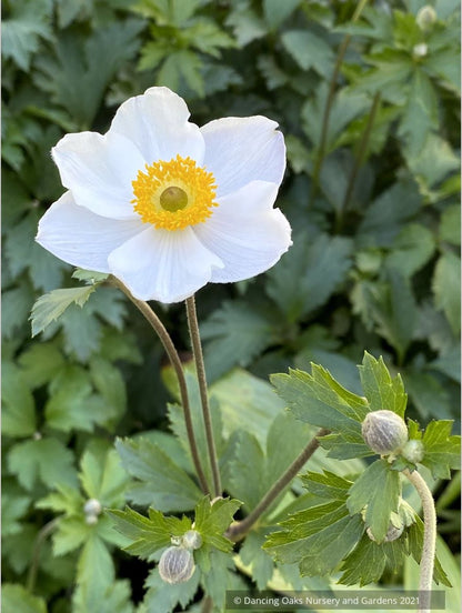 Perennials ~ Anemone 'Elfin Swan', Windflower ~ Dancing Oaks Nursery and Gardens ~ Retail Nursery ~ Mail Order Nursery