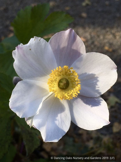 Perennials ~ Anemone 'Elfin Swan', Windflower ~ Dancing Oaks Nursery and Gardens ~ Retail Nursery ~ Mail Order Nursery