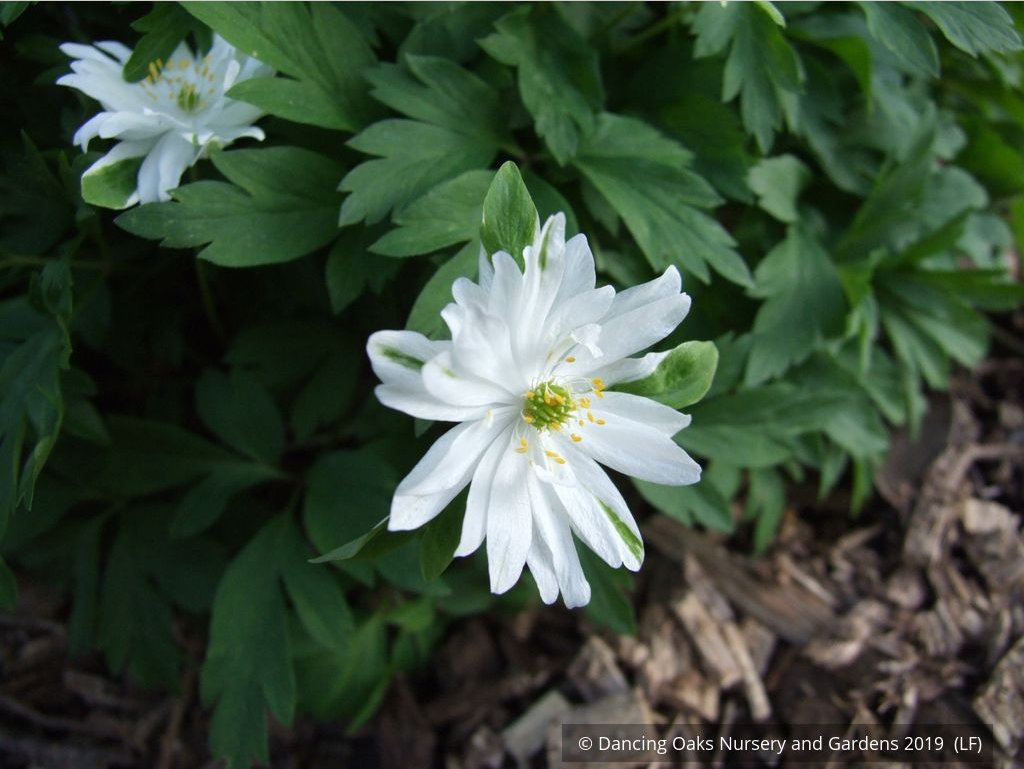 Perennials ~ Anemone nemorosa 'Bracteata Pleniflora', Wood Anemone or Windflower ~ Dancing Oaks Nursery and Gardens ~ Retail Nursery ~ Mail Order Nursery
