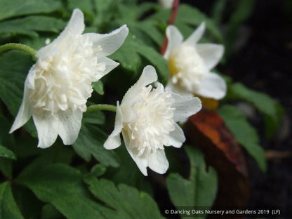 Perennials ~ Anemone nemorosa 'Alba Plena', Windflower ~ Dancing Oaks Nursery and Gardens ~ Retail Nursery ~ Mail Order Nursery