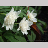 Perennials ~ Anemone nemorosa 'Alba Plena', Windflower ~ Dancing Oaks Nursery and Gardens ~ Retail Nursery ~ Mail Order Nursery