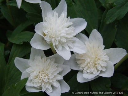 Perennials ~ Anemone nemorosa 'Alba Plena', Windflower ~ Dancing Oaks Nursery and Gardens ~ Retail Nursery ~ Mail Order Nursery