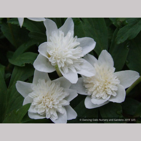 Perennials ~ Anemone nemorosa 'Alba Plena', Windflower ~ Dancing Oaks Nursery and Gardens ~ Retail Nursery ~ Mail Order Nursery