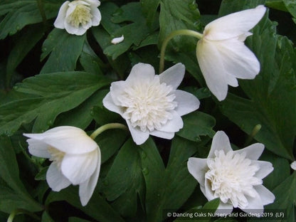 Perennials ~ Anemone nemorosa 'Alba Plena', Windflower ~ Dancing Oaks Nursery and Gardens ~ Retail Nursery ~ Mail Order Nursery