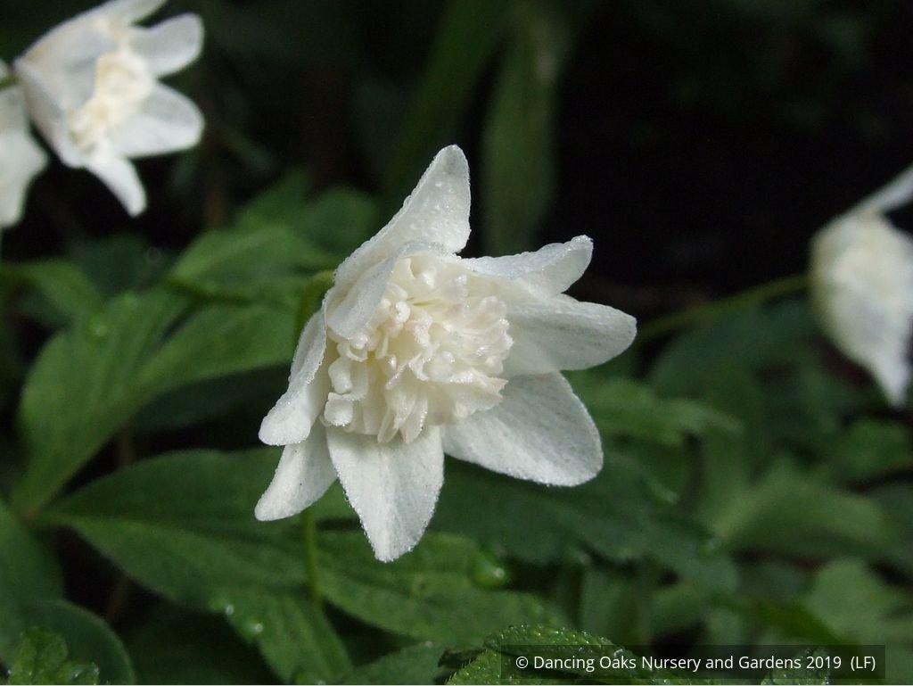 Perennials ~ Anemone nemorosa 'Alba Plena', Windflower ~ Dancing Oaks Nursery and Gardens ~ Retail Nursery ~ Mail Order Nursery