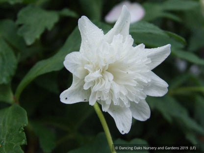 Perennials ~ Anemone nemorosa 'Alba Plena', Windflower ~ Dancing Oaks Nursery and Gardens ~ Retail Nursery ~ Mail Order Nursery