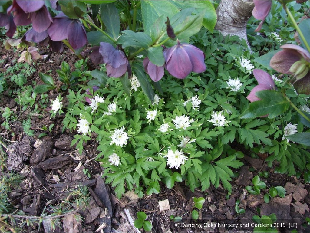 Perennials ~ Anemone nemorosa 'Bracteata Pleniflora', Wood Anemone or Windflower ~ Dancing Oaks Nursery and Gardens ~ Retail Nursery ~ Mail Order Nursery