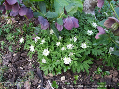 Perennials ~ Anemone nemorosa 'Bracteata Pleniflora', Wood Anemone or Windflower ~ Dancing Oaks Nursery and Gardens ~ Retail Nursery ~ Mail Order Nursery