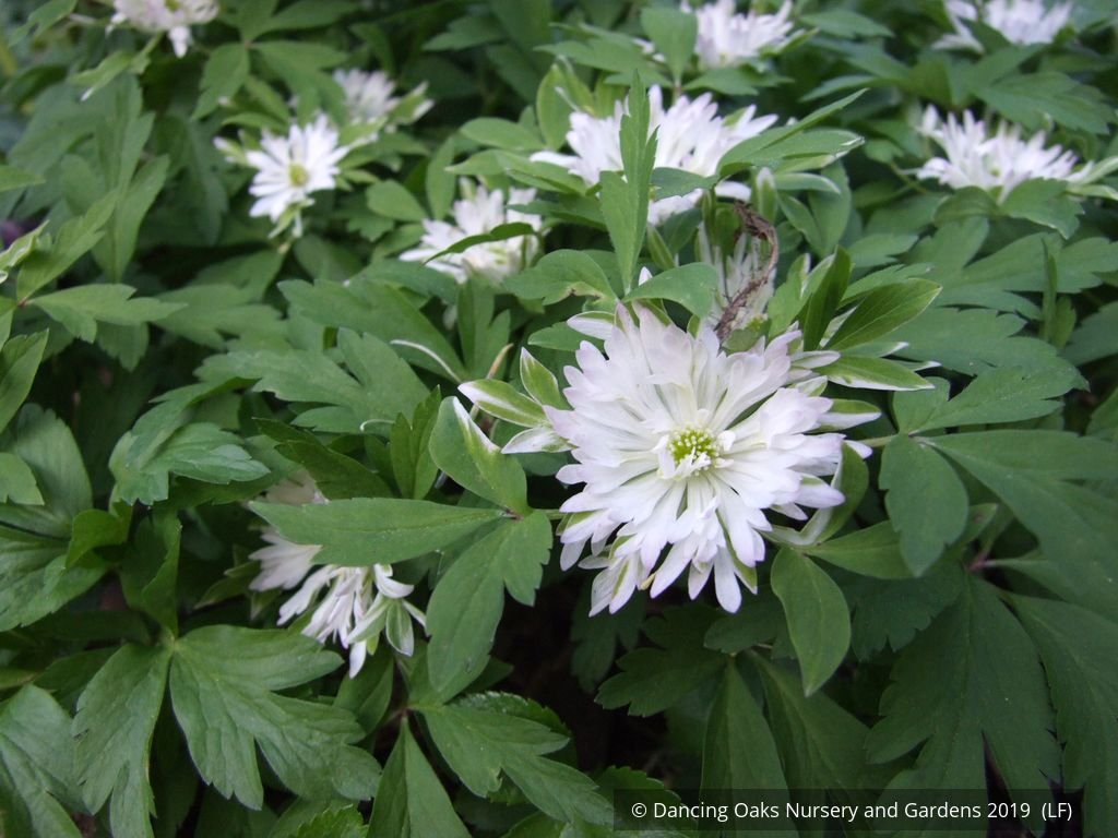 Perennials ~ Anemone nemorosa 'Bracteata Pleniflora', Wood Anemone or Windflower ~ Dancing Oaks Nursery and Gardens ~ Retail Nursery ~ Mail Order Nursery