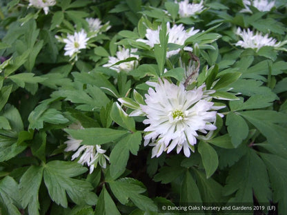 Perennials ~ Anemone nemorosa 'Bracteata Pleniflora', Wood Anemone or Windflower ~ Dancing Oaks Nursery and Gardens ~ Retail Nursery ~ Mail Order Nursery