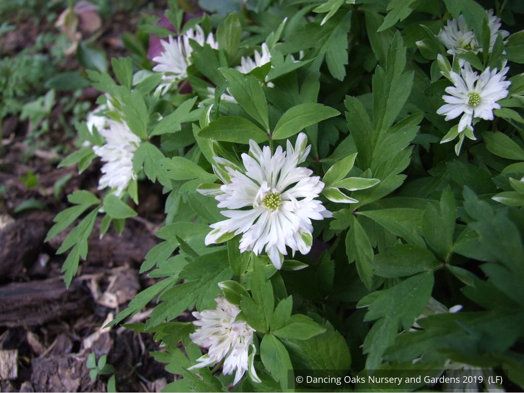 Perennials ~ Anemone nemorosa 'Bracteata Pleniflora', Wood Anemone or Windflower ~ Dancing Oaks Nursery and Gardens ~ Retail Nursery ~ Mail Order Nursery
