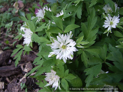 Perennials ~ Anemone nemorosa 'Bracteata Pleniflora', Wood Anemone or Windflower ~ Dancing Oaks Nursery and Gardens ~ Retail Nursery ~ Mail Order Nursery