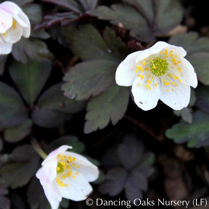 Perennials ~ Anemone nemorosa 'Stars of Night', Wood Anemone or Windflower ~ Dancing Oaks Nursery and Gardens ~ Retail Nursery ~ Mail Order Nursery