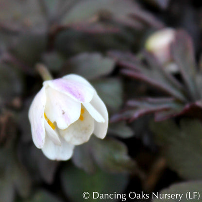 Perennials ~ Anemone nemorosa 'Stars of Night', Wood Anemone or Windflower ~ Dancing Oaks Nursery and Gardens ~ Retail Nursery ~ Mail Order Nursery