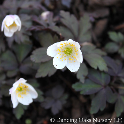 Perennials ~ Anemone nemorosa 'Stars of Night', Wood Anemone or Windflower ~ Dancing Oaks Nursery and Gardens ~ Retail Nursery ~ Mail Order Nursery