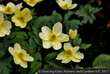 Perennials ~ Anemone x lipsiensis, syn. Anemone x seemanii, Windflower ~ Dancing Oaks Nursery and Gardens ~ Retail Nursery ~ Mail Order Nursery
