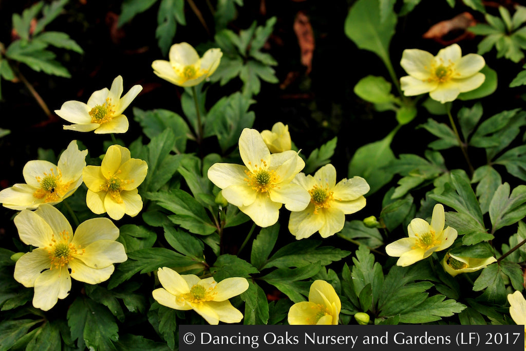 Perennials ~ Anemone x lipsiensis, syn. Anemone x seemanii, Windflower ~ Dancing Oaks Nursery and Gardens ~ Retail Nursery ~ Mail Order Nursery