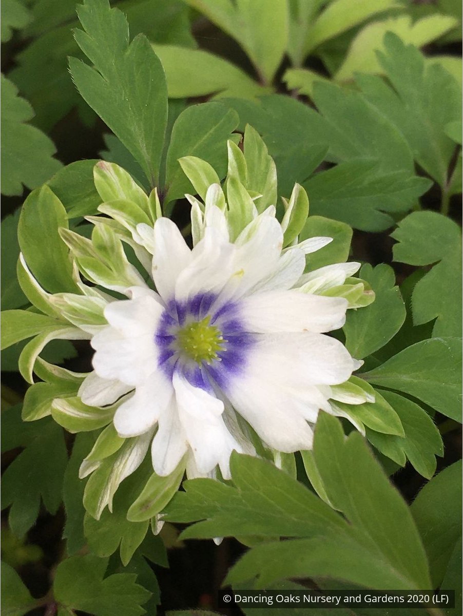 Perennials ~ Anemone nemorosa 'Bracteata Pleniflora', Wood Anemone or Windflower ~ Dancing Oaks Nursery and Gardens ~ Retail Nursery ~ Mail Order Nursery