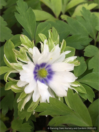 Perennials ~ Anemone nemorosa 'Bracteata Pleniflora', Wood Anemone or Windflower ~ Dancing Oaks Nursery and Gardens ~ Retail Nursery ~ Mail Order Nursery