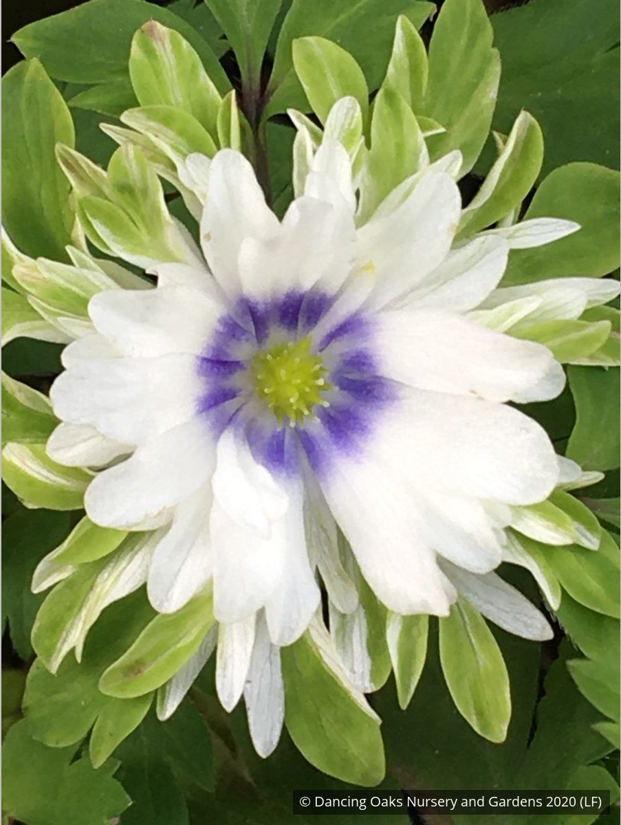 Perennials ~ Anemone nemorosa 'Bracteata Pleniflora', Wood Anemone or Windflower ~ Dancing Oaks Nursery and Gardens ~ Retail Nursery ~ Mail Order Nursery