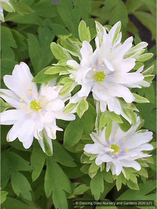 Perennials ~ Anemone nemorosa 'Bracteata Pleniflora', Wood Anemone or Windflower ~ Dancing Oaks Nursery and Gardens ~ Retail Nursery ~ Mail Order Nursery