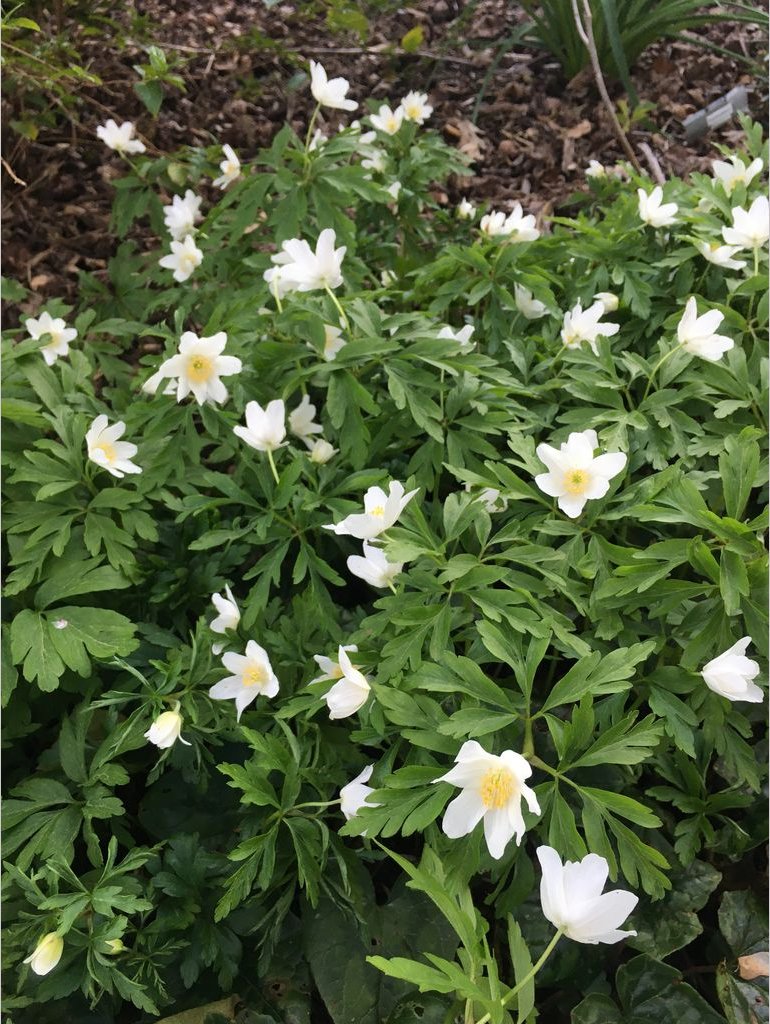 Perennials ~ Anemone nemorosa 'Leed's Variety', Wood Anemone ~ Dancing Oaks Nursery and Gardens ~ Retail Nursery ~ Mail Order Nursery